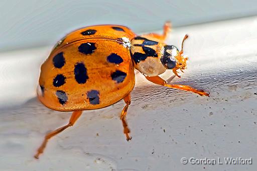 Asian Lady Beetle_P1200991.jpg - Asian Lady Beetle (Harmonia axyridis) photographed at Smiths Falls, Ontario, Canada.